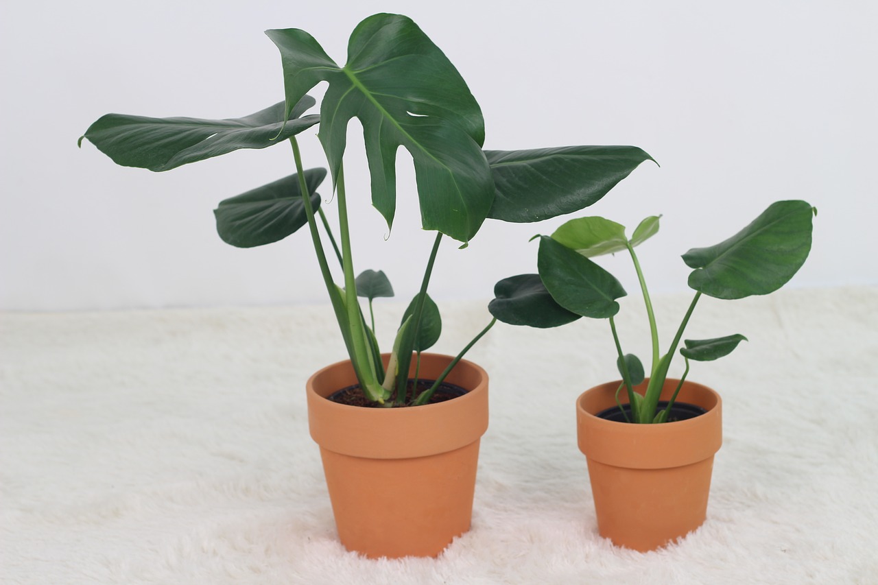 planten eetkamertafel